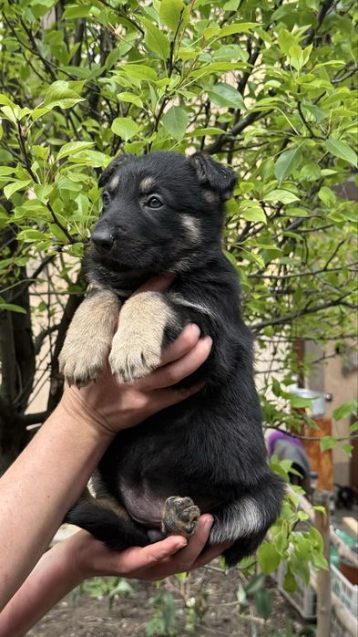 Щенки восточно европейской овчарки