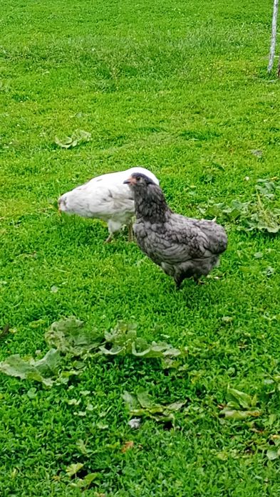 Familie găini Araucana