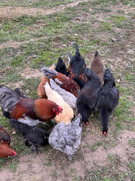 Үй тауықтары сатылады