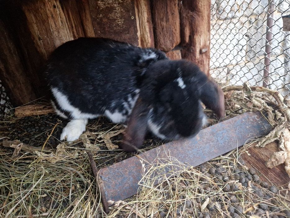 Iepuri Berbec German / Urias German