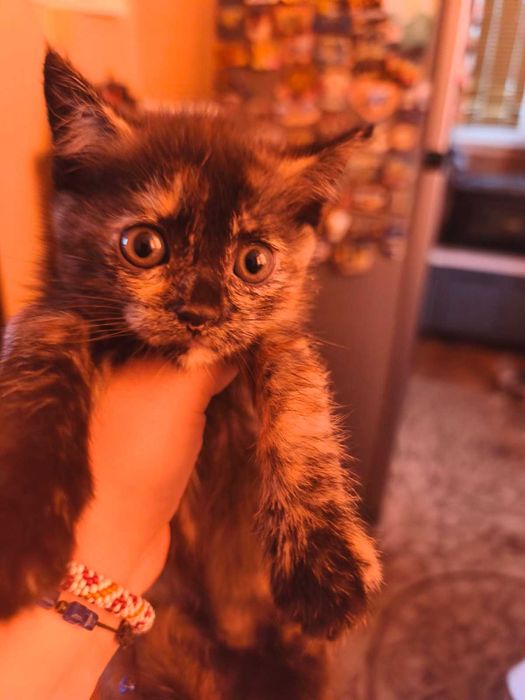 Подарявам котенца