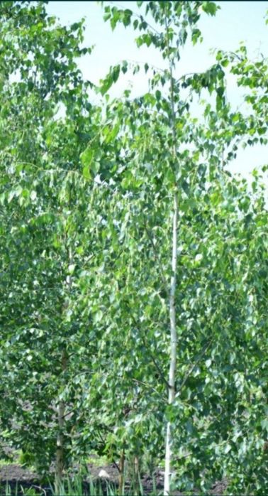 Mesteacan alb ornamental / Mesteacan decorativ