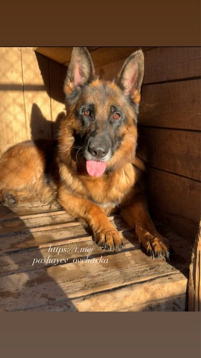 Вязка немецкой овчарки Жан-Луи