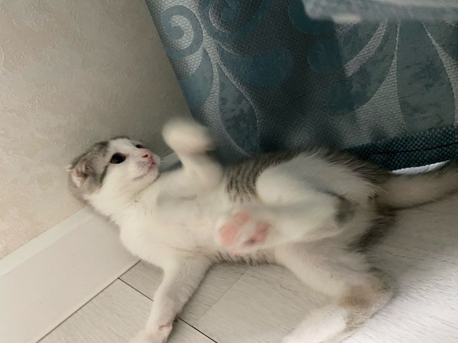 Котенок девочкаа