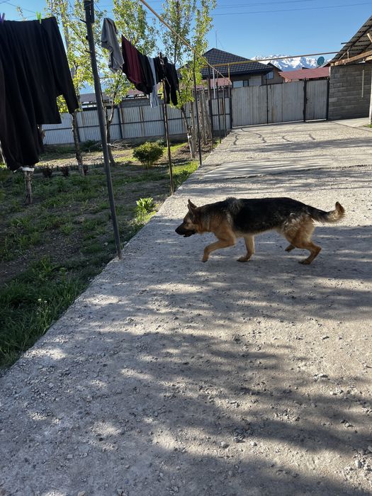 Продам срочно собаку