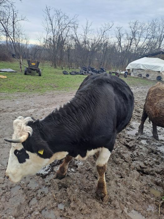 Vaci de vanzare tinere