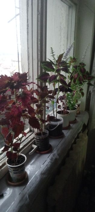 Цветы комнатные разные