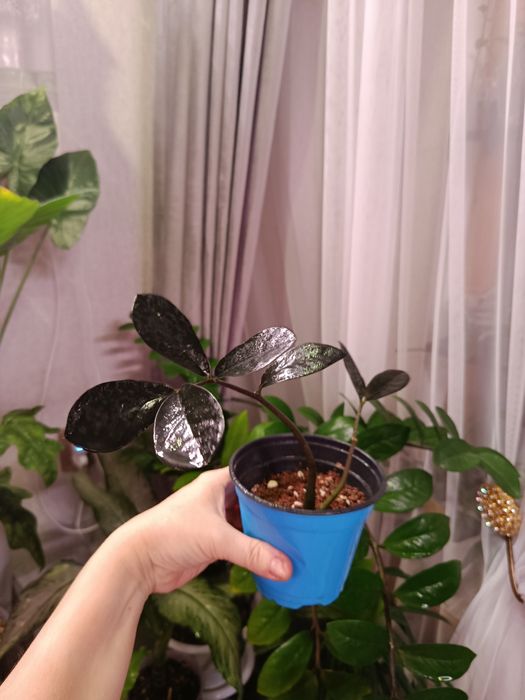 Продам комнатные цветы