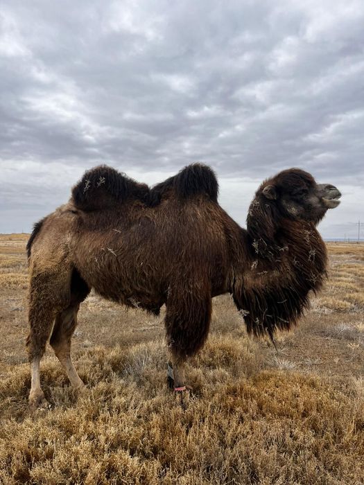 Жас семіз түйе сатылады