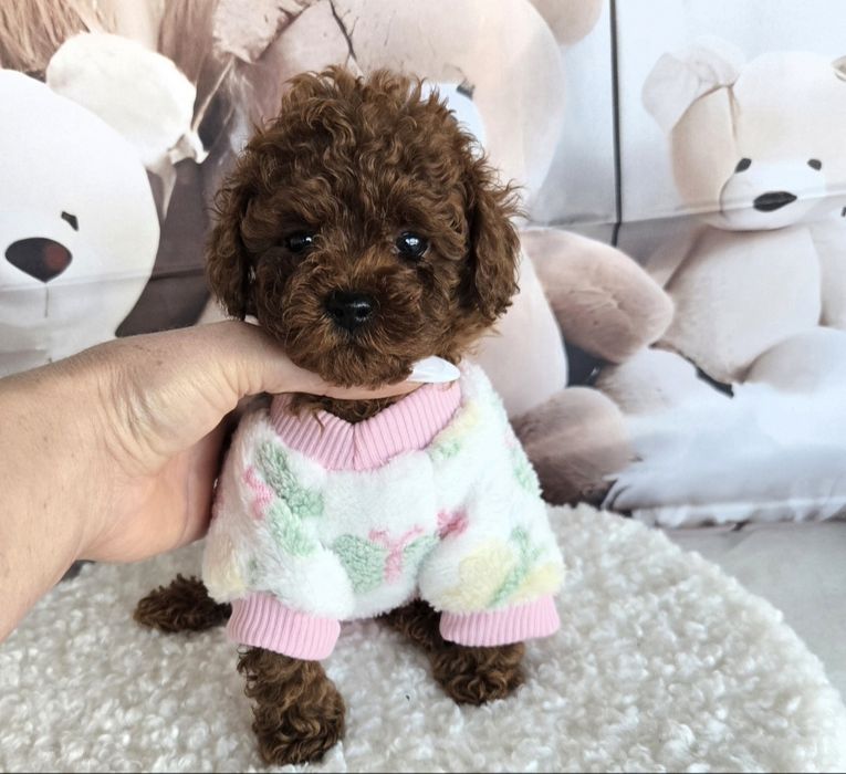 Пудел той ,Пудел тийкъп с родословие