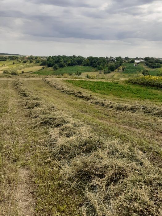 De vânzare baloți lucernă