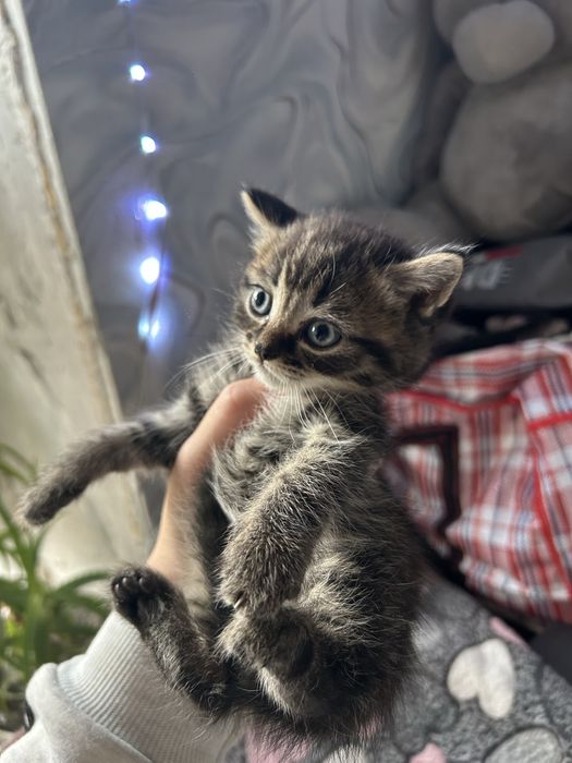 Котята британцы