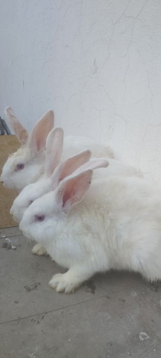 Hikol quyonlar sotiladi