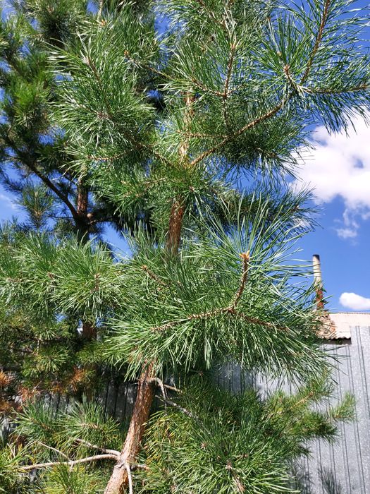 Лечение хвойных деревьев