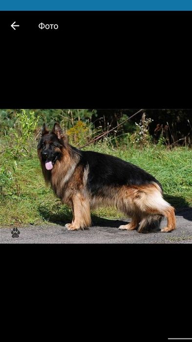 Щенки немецкой овчарки