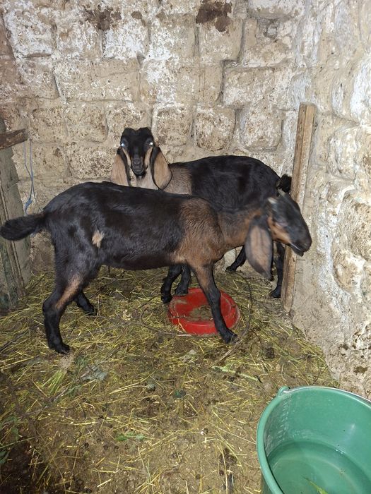 2 iede anglonubian