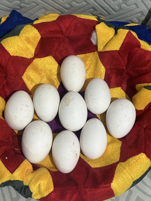 Гусиные яйца.        .