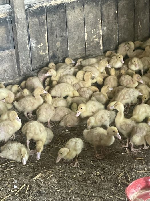 Rate de vanzare Pekin