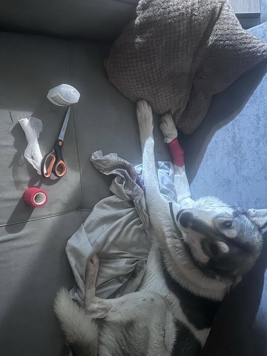 Пёс в добрые руки