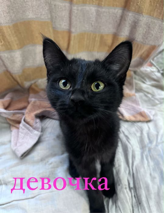 котята в добрые руки!