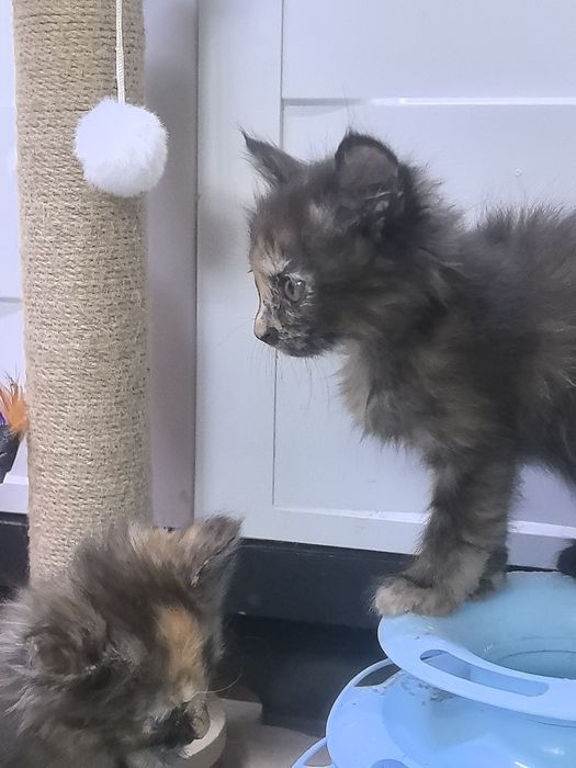 Котята близняшки колико