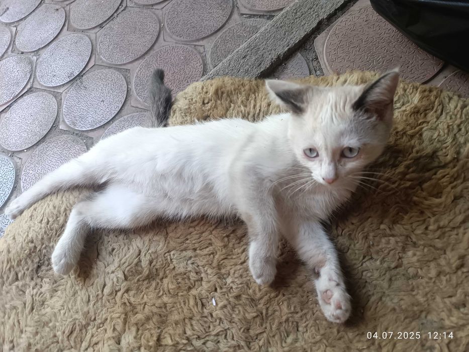 Кошечка ищет новый дом