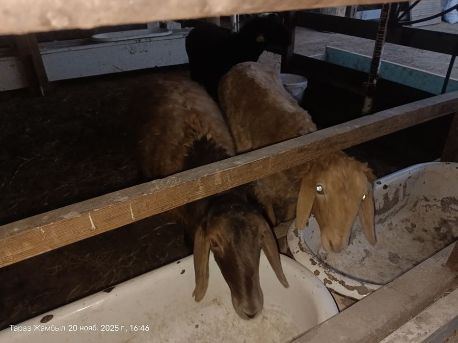 қойлар, тоқтылар, сектер