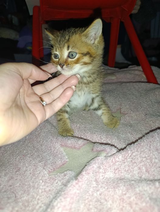 Отдам котят 1,5 месяцев