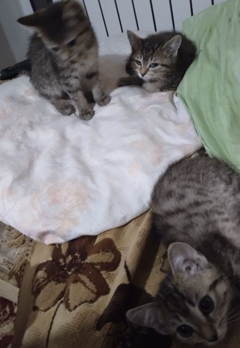 Раздаю трёх котят все ДЕВОЧКИ