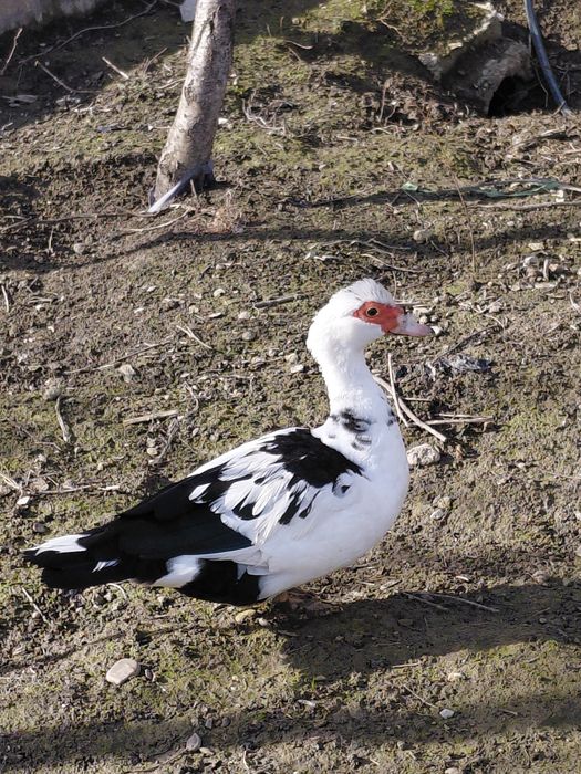 Rate si rățoi mute