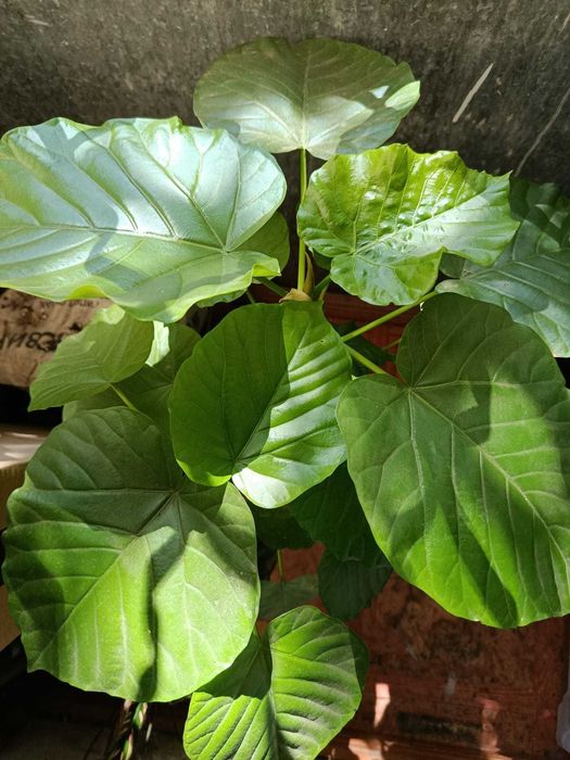 Фикус Умбелата (Ficus umbellata), Ficus triangularis Coconut Cream