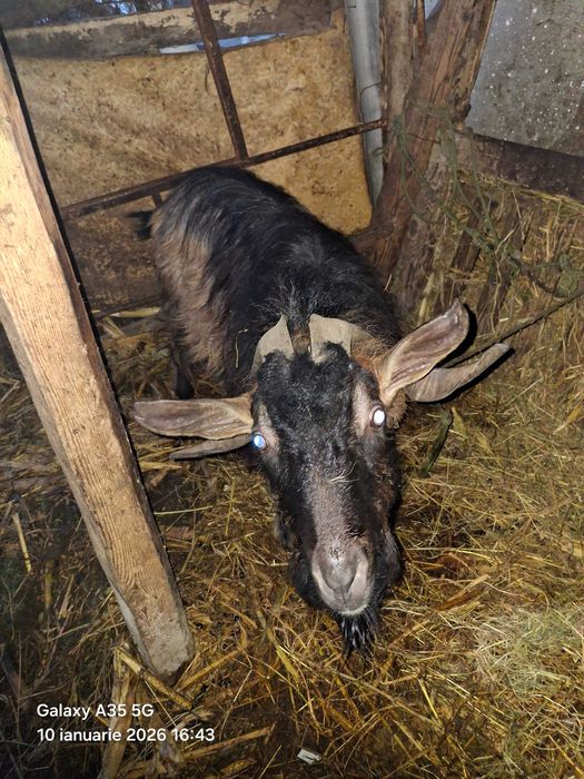 Vand tap vârstă  3ani