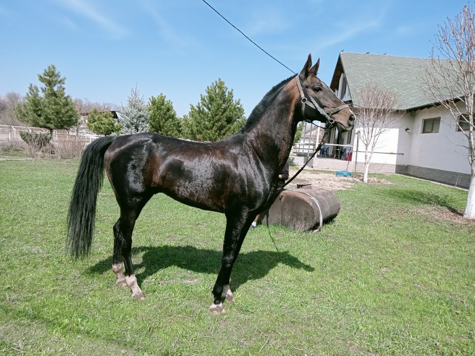 Жеребец Ахалтекинской породы