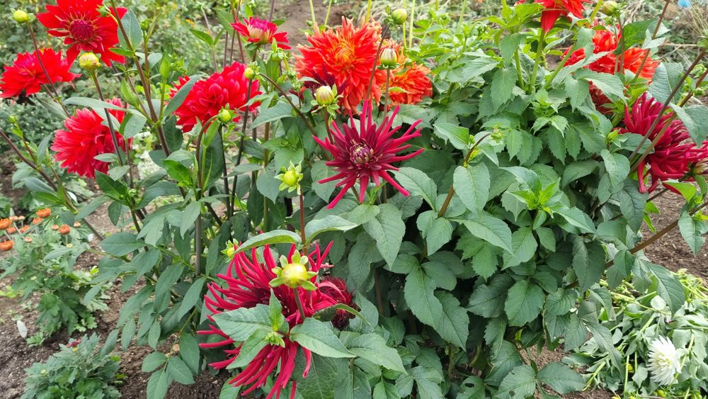 Продам георгины , хризантемы