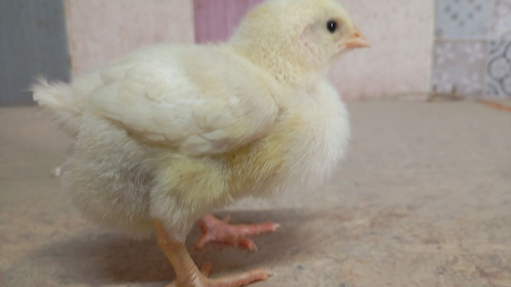 Продаю цыплят броллеров Кобб 500