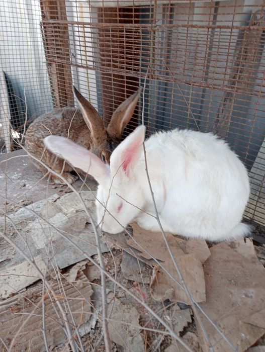 Продам кроликов пара