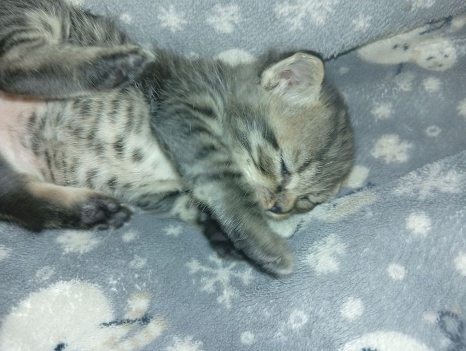 Котенок маленький