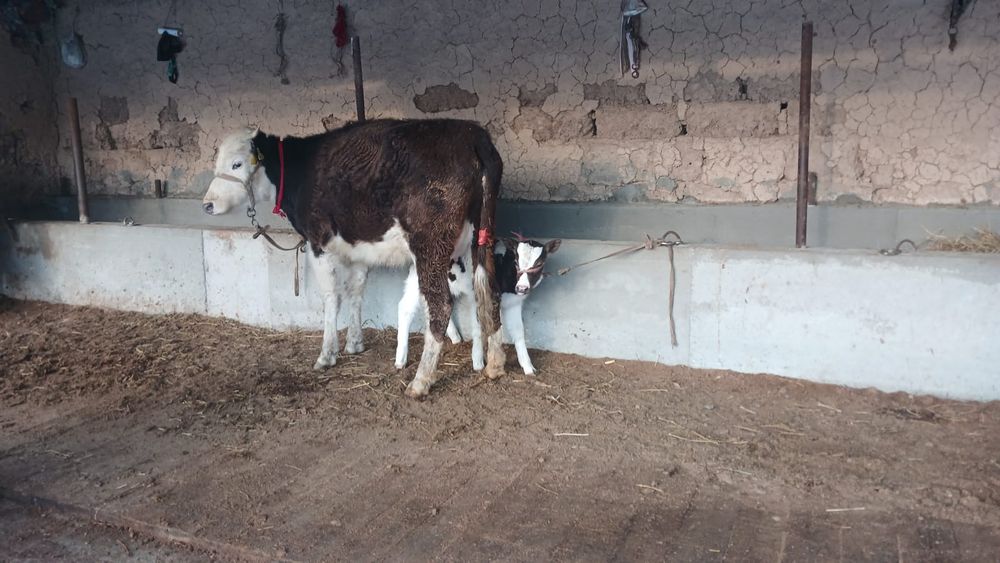 Бұзаулы сиыр сатылады туркестан