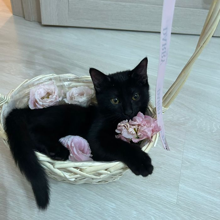 Котенок 4 мес мальчик