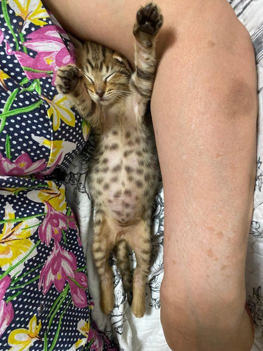 Отдаю котенка в добрые руки