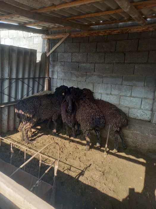 Қошқар 1 жасар 10 бас