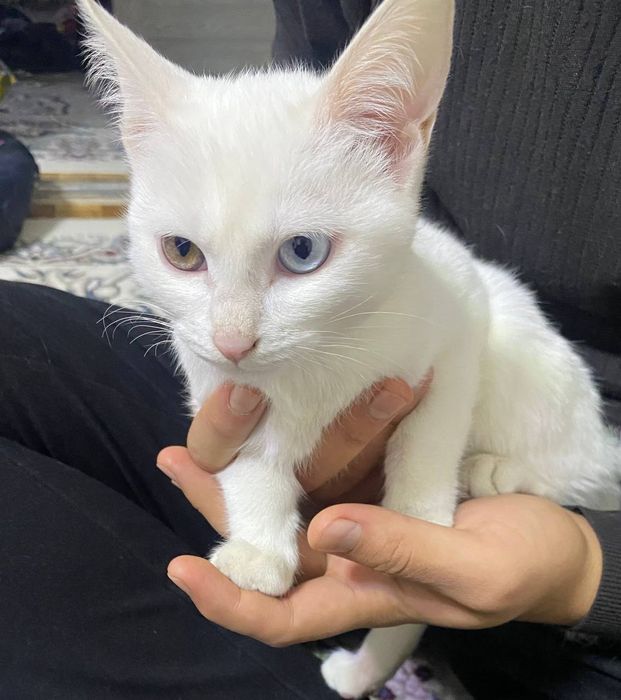 Khao manee mushukcha