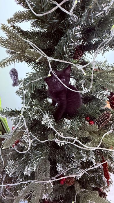 Котенок в добрые руки мальчик