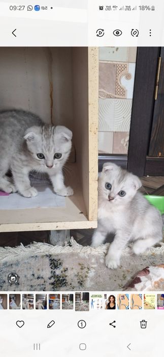 Котята продаётся