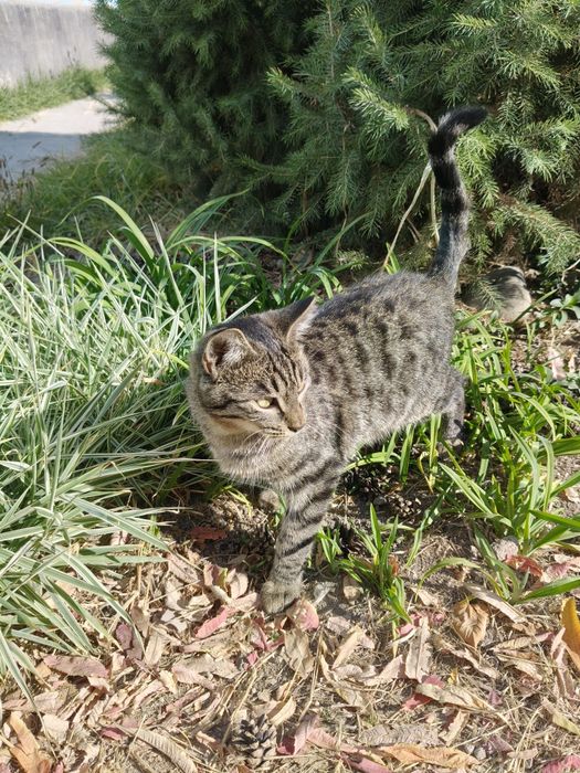 Ищем семью для котика охотника