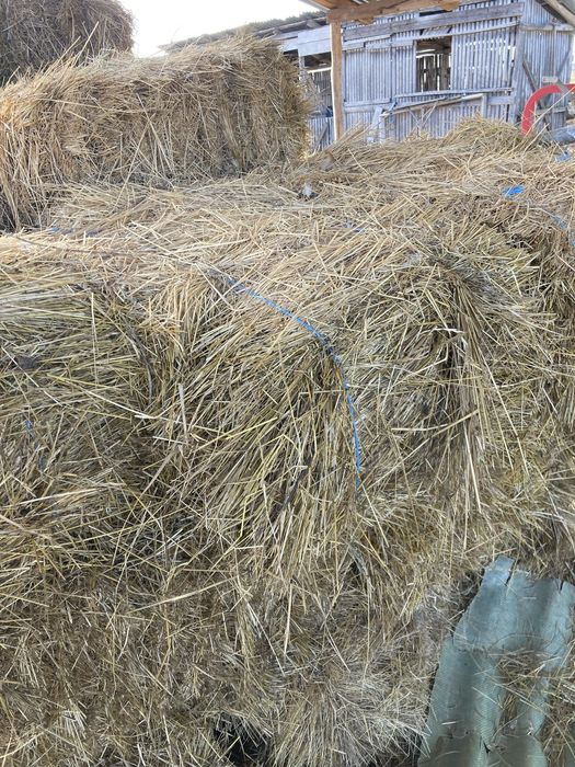 De vanzare baloti fan