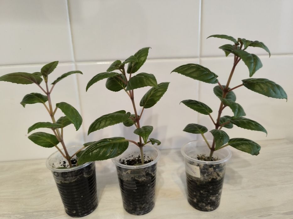 Укорененные черенки фуксий.