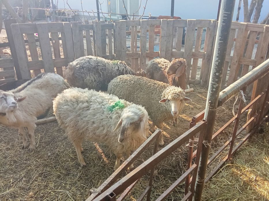 Овцы.кой токты сатылады