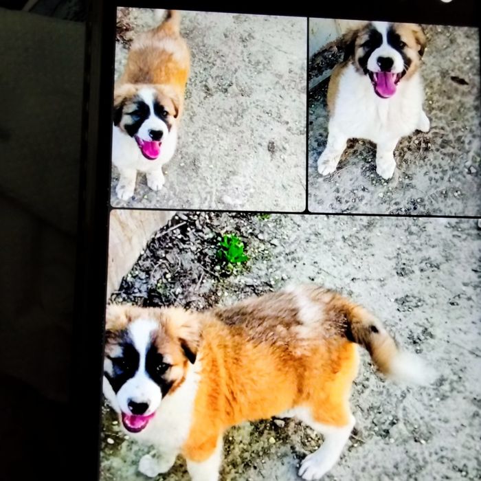 Щенки  4мес.порода Гуржи