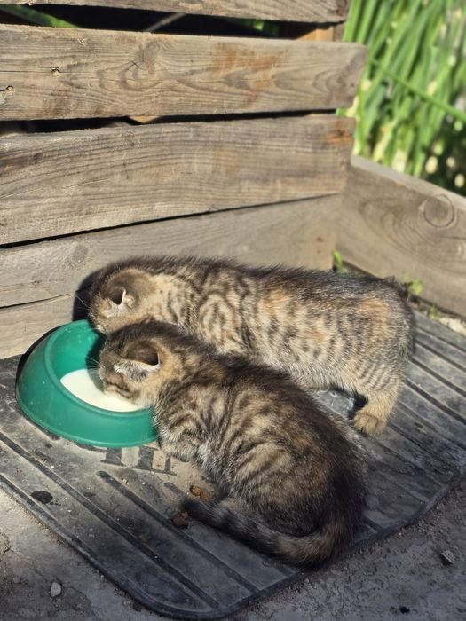 Продам котенка Шотландская вислоухая